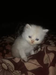 Persian kitten urgent sale