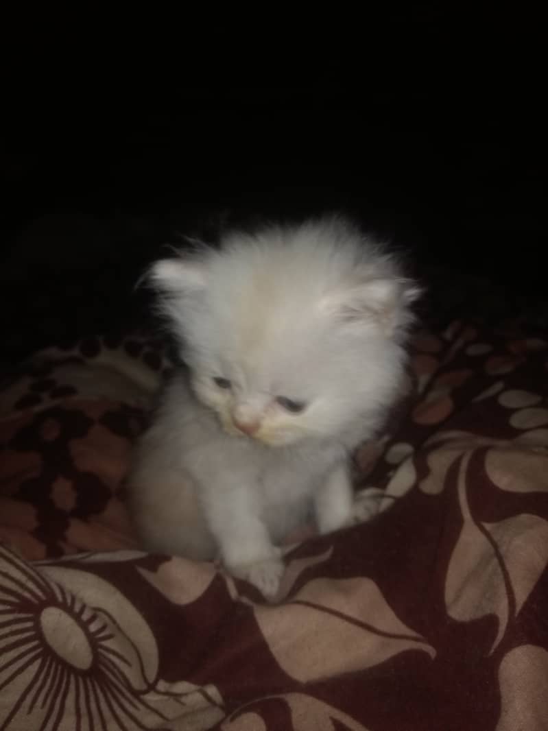 Persian kitten urgent sale 1