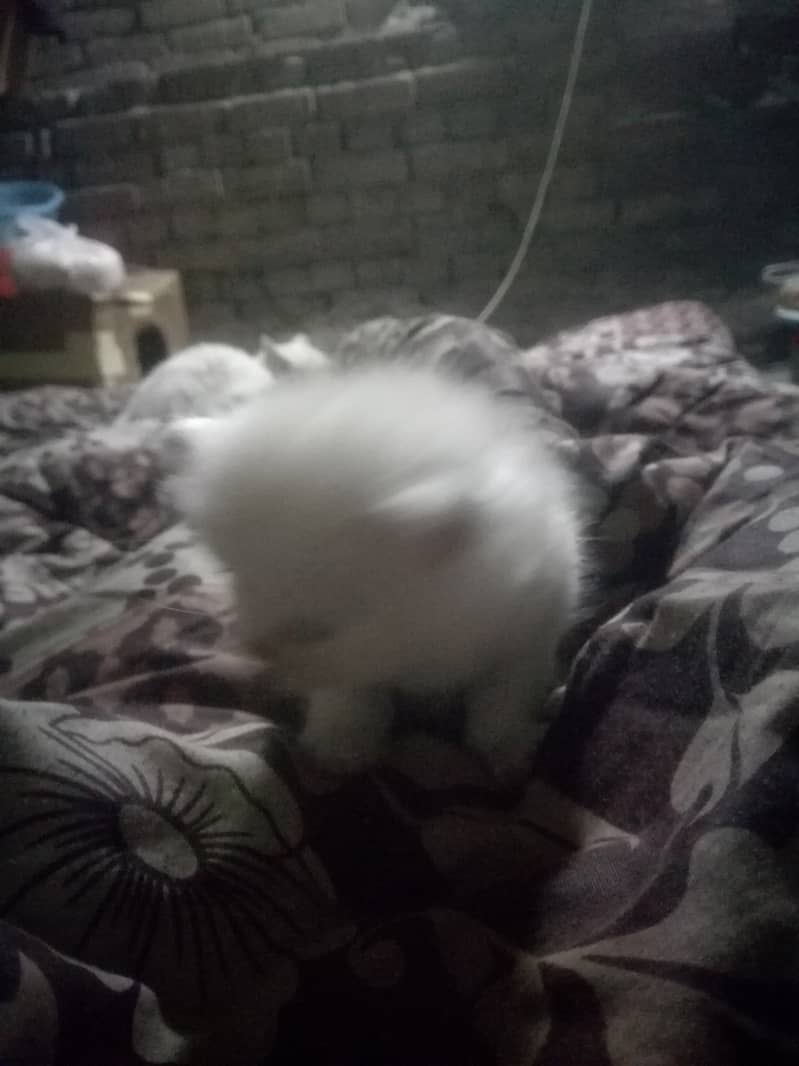 Persian kitten urgent sale 2