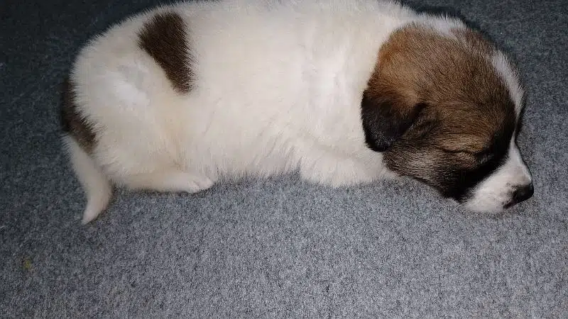 small pappi — photo 4