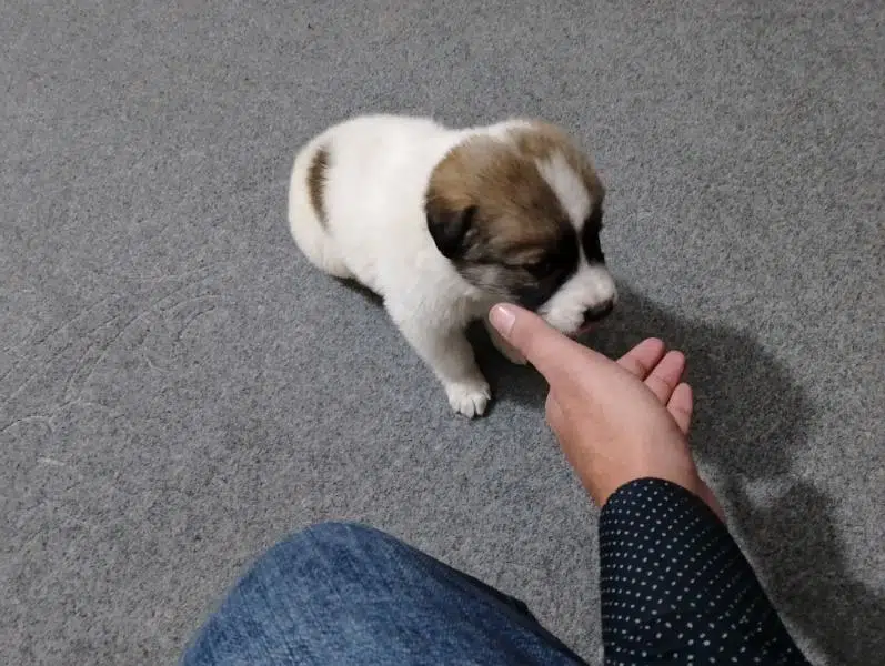 small pappi — photo 5