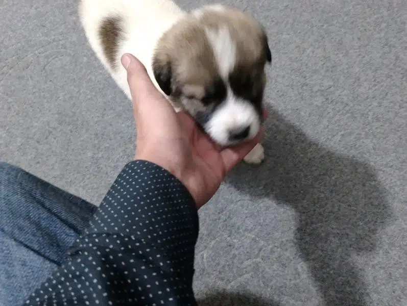 small pappi — photo 6