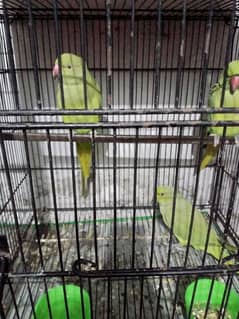 green parrot pair for sale bolnay wala pair