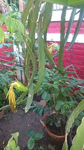 Dragon fruit plants & Cuttings 2