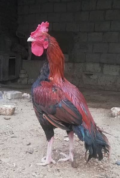 Aseel Bangam Super Quality - Hens & Aseel - 1065545209 Aseel Bangam Super Quality - Hens & Aseel - 1065545209
