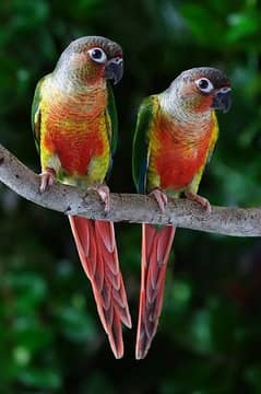 yellow sided pineapple conure