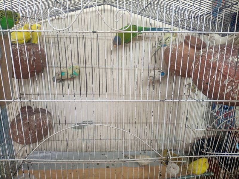Parrots 0