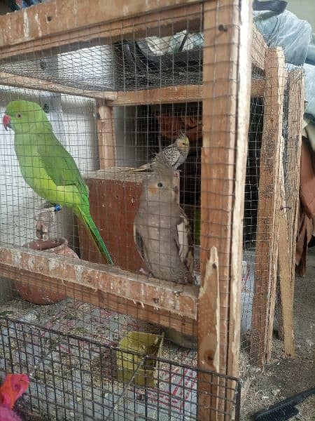 Parrots 2