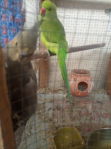 Parrots 3
