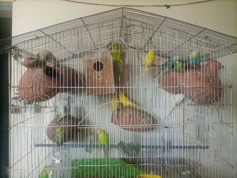 Parrots 4