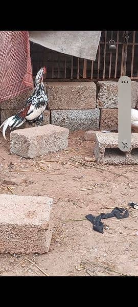 High quality aseel cheena murga full zeer dumm