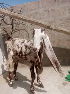 bakri