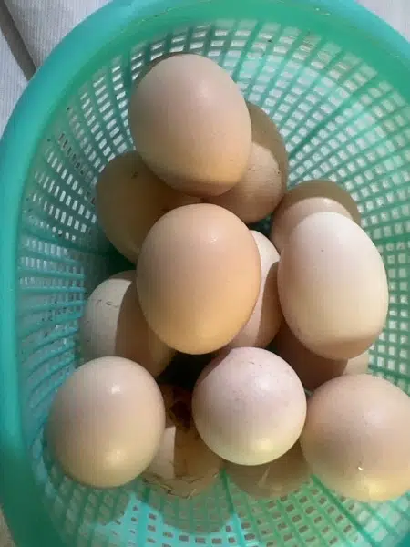 pure desi eggs avialable