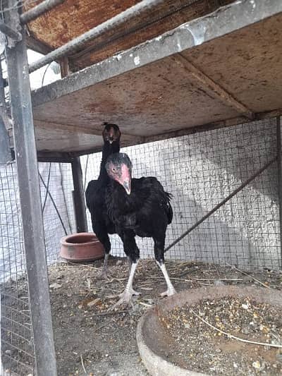 aseel lasani Cross mushka for sale