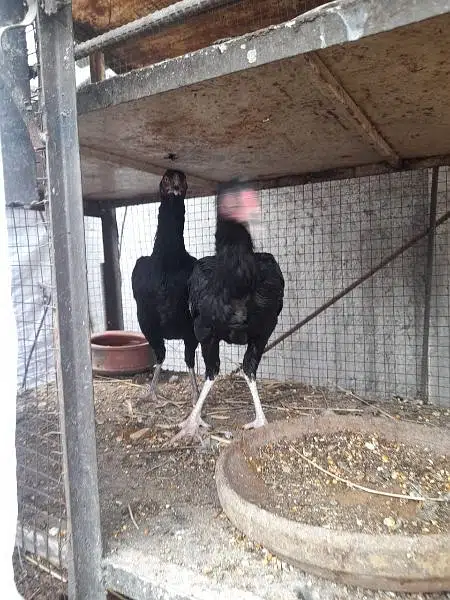 aseel lasani Cross mushka for sale — photo 2