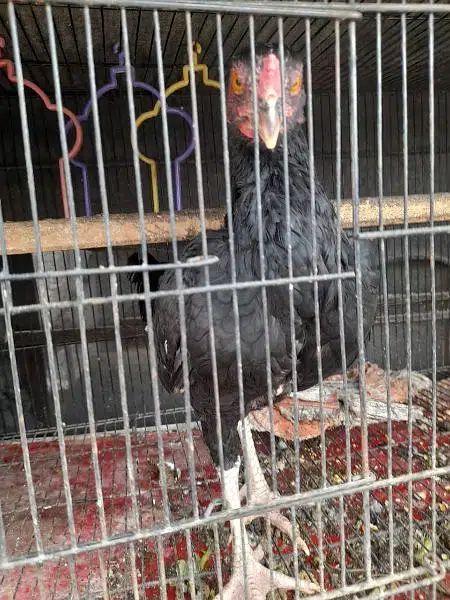 aseel lasani Cross mushka for sale — photo 3