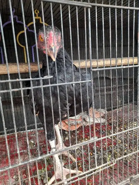 aseel lasani Cross mushka for sale — photo 4