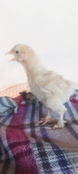 fancy chiks urgently sale 0