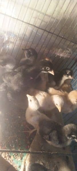 fancy chiks urgently sale 2