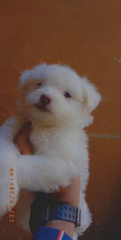 terrier poodle puppies