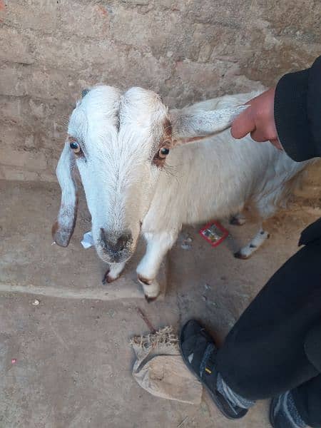 bakri 0