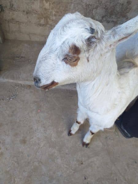 bakri 1