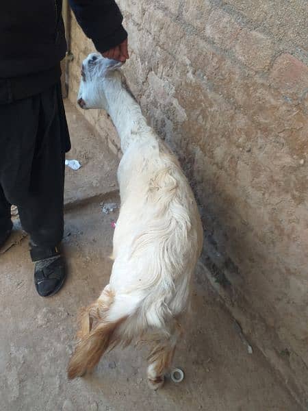 bakri 2