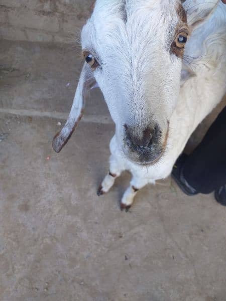 bakri 3