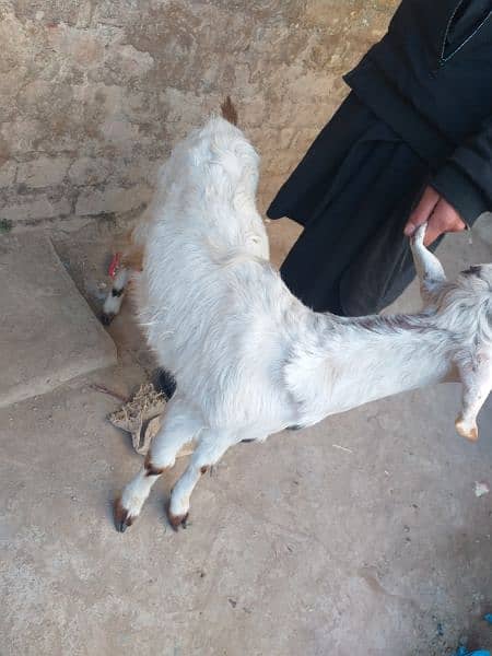 bakri 4