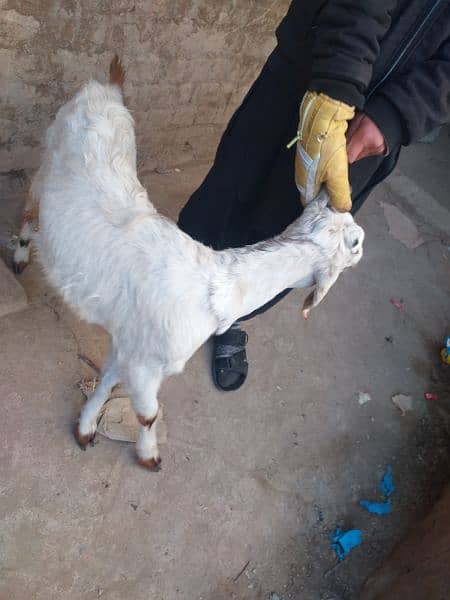 bakri 5