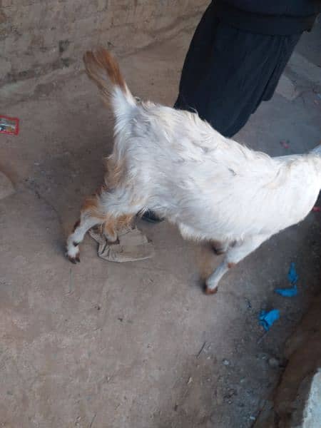 bakri 6