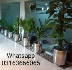 SS Steel Pots for plant