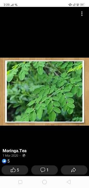 Moringa Leaf Powder 2