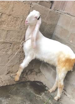 Goat With - Animals for sale in Karachi 