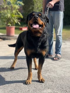 Rottweiler Male For Stud