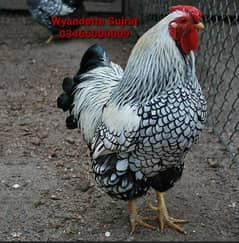 Fancy hen Silver Laced Wyandotte Chicks
