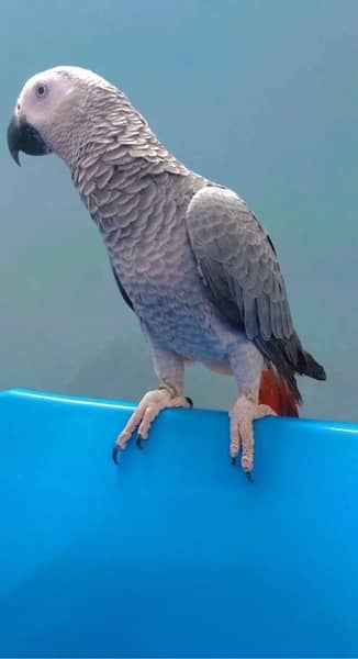 African Cango Grey parrort Jambo size 2