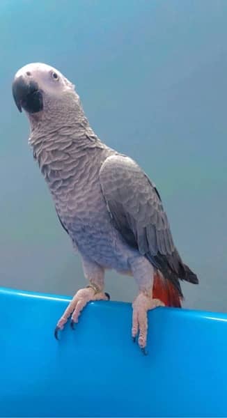 African Cango Grey parrort Jambo size 3