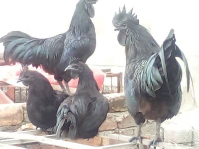 ayam cemani UK bloodline males and females