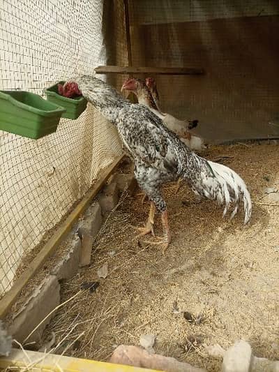 Shamo trio eggs laying set