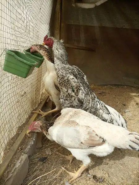Shamo trio eggs laying set — photo 2