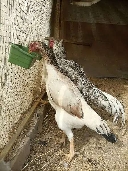 Shamo trio eggs laying set — photo 3