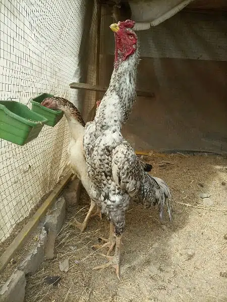 Shamo trio eggs laying set — photo 4