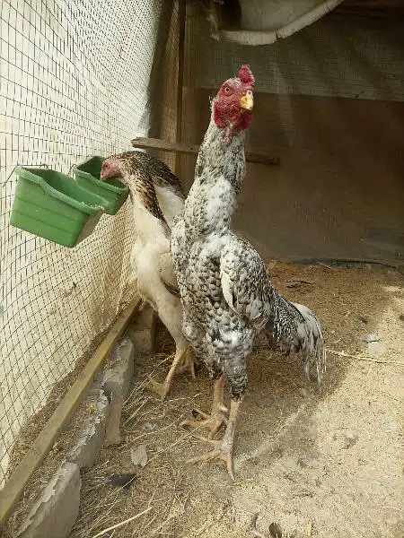 Shamo trio eggs laying set — photo 5