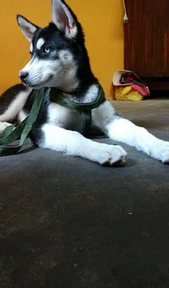 Husky puppie available for sale - Dogs - 1065903396