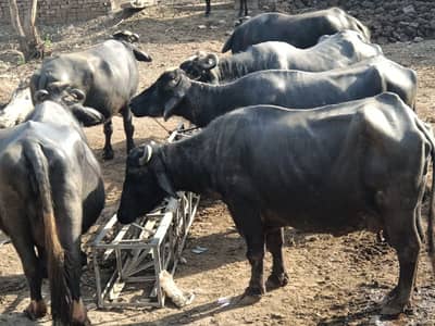 Urgent Sell Buffaloes (Bhansy) Neli, Ravi and others