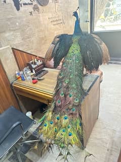 beautiful Stuff Peacock