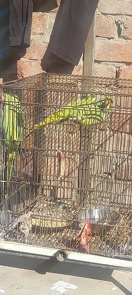 parrot breader male +female