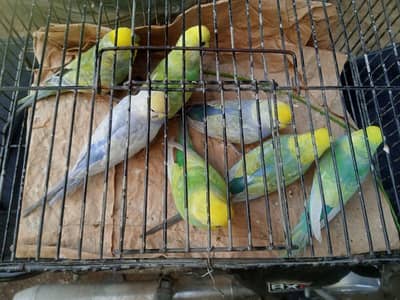 Top Quality Rainbow BAJRI budgies Bangladesh maal