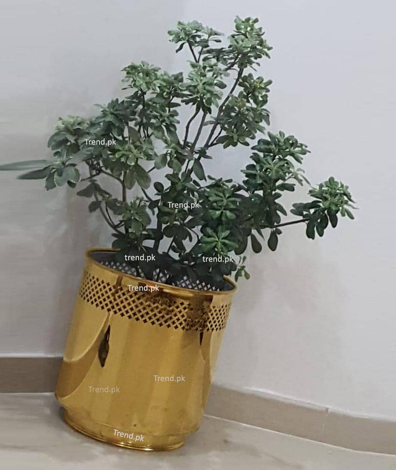 Planter Golden, Golden Flower Pot, Stainless Steel, Non-Magnet, Gamla 1